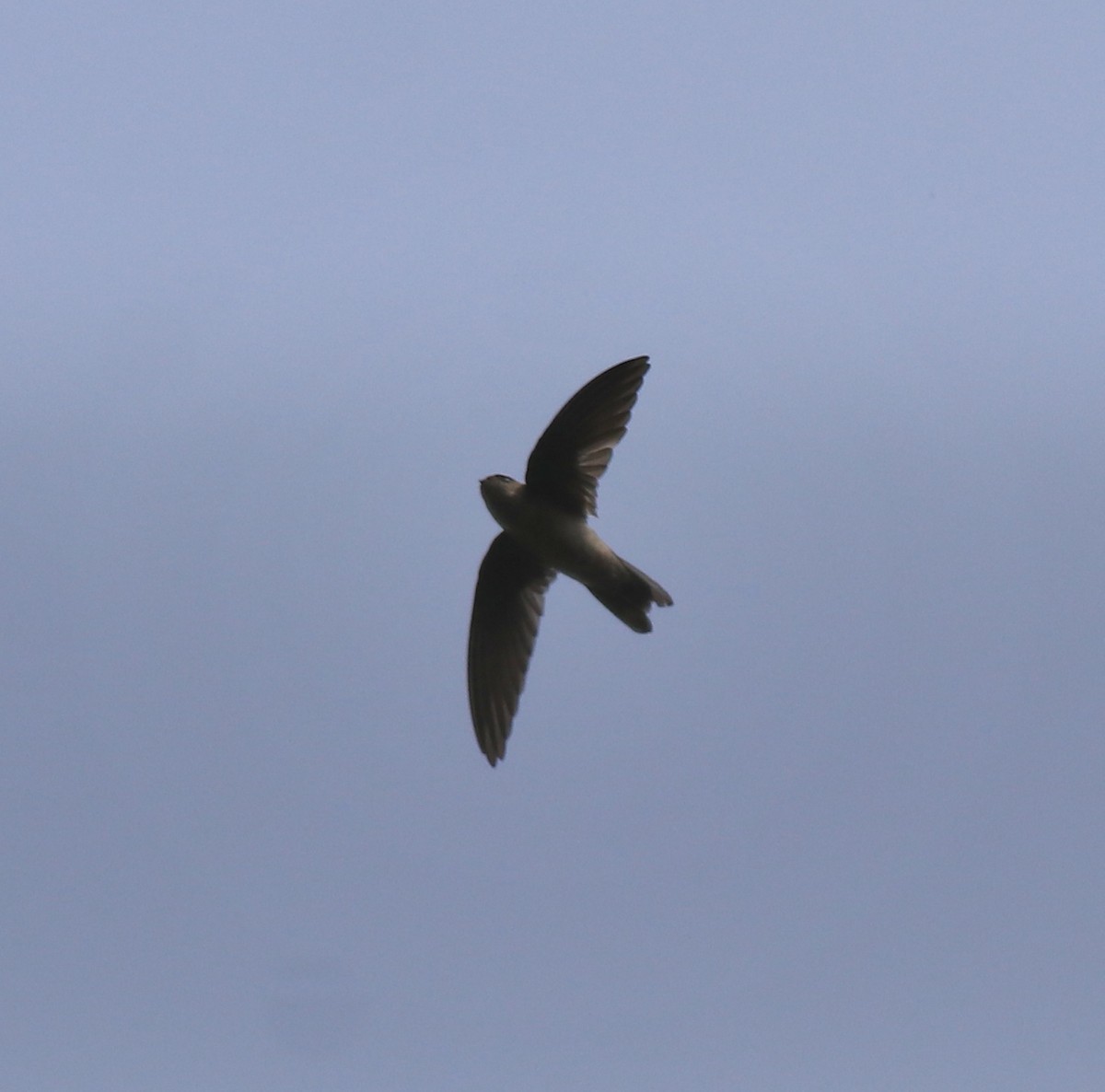 Indian Swiftlet - ML618878279
