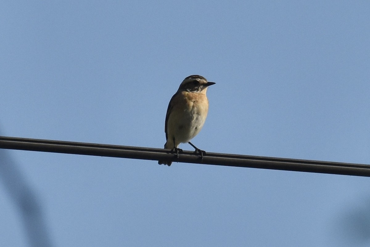 Whinchat - ML618878308