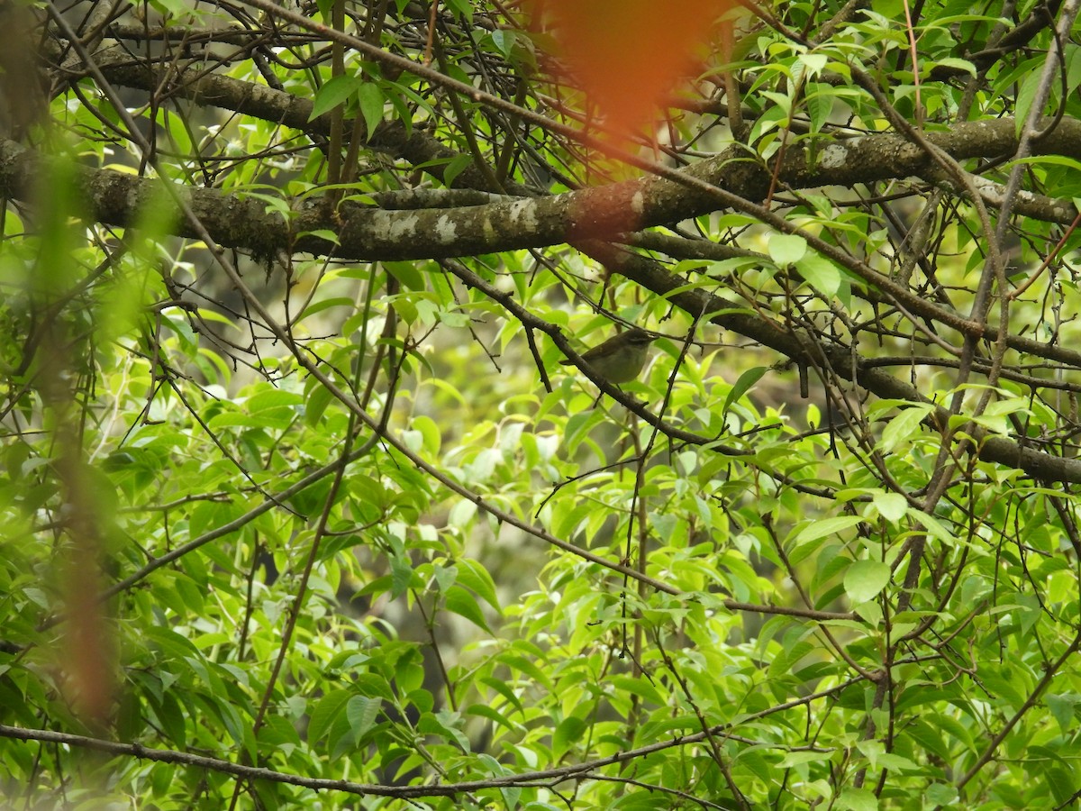Large-billed Leaf Warbler - Aparajita Datta