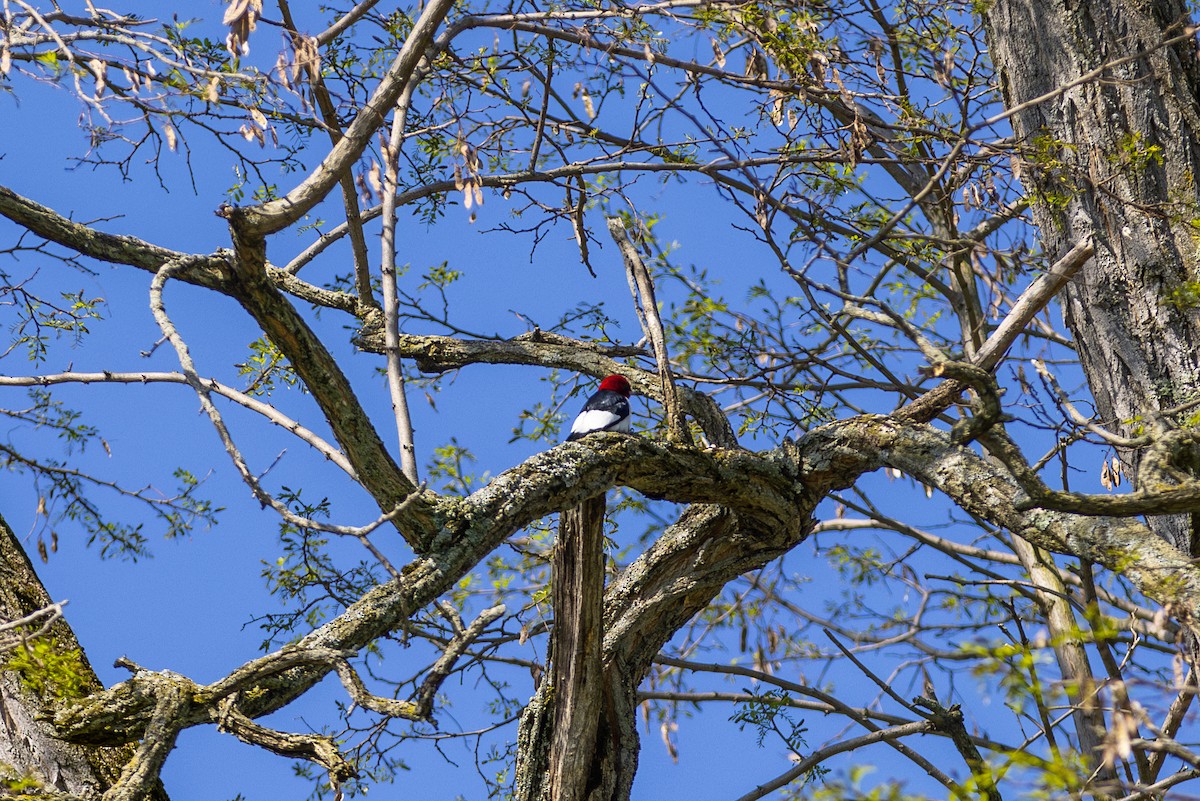 Red-headed Woodpecker - Adam Farid