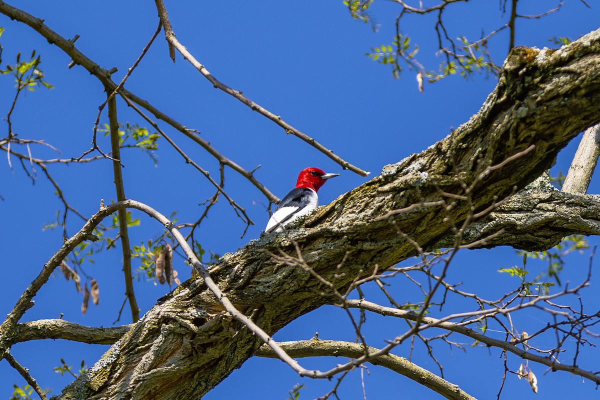 Red-headed Woodpecker - ML618878375