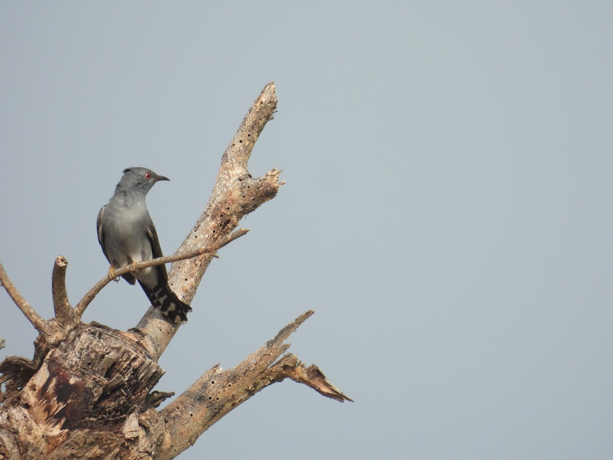 Gray-bellied Cuckoo - ML618878382