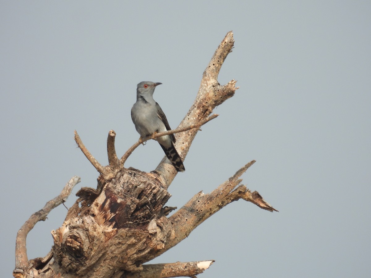 Gray-bellied Cuckoo - ML618878385