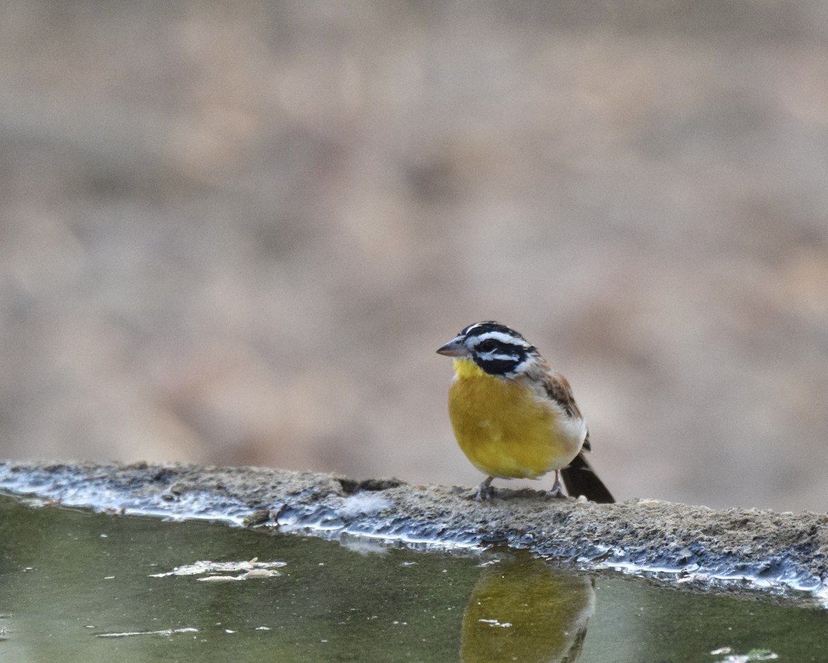 Golden-breasted Bunting - ML618878391