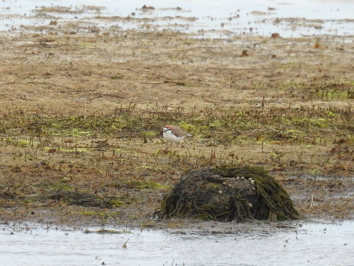 Red-capped Plover - ML618878406