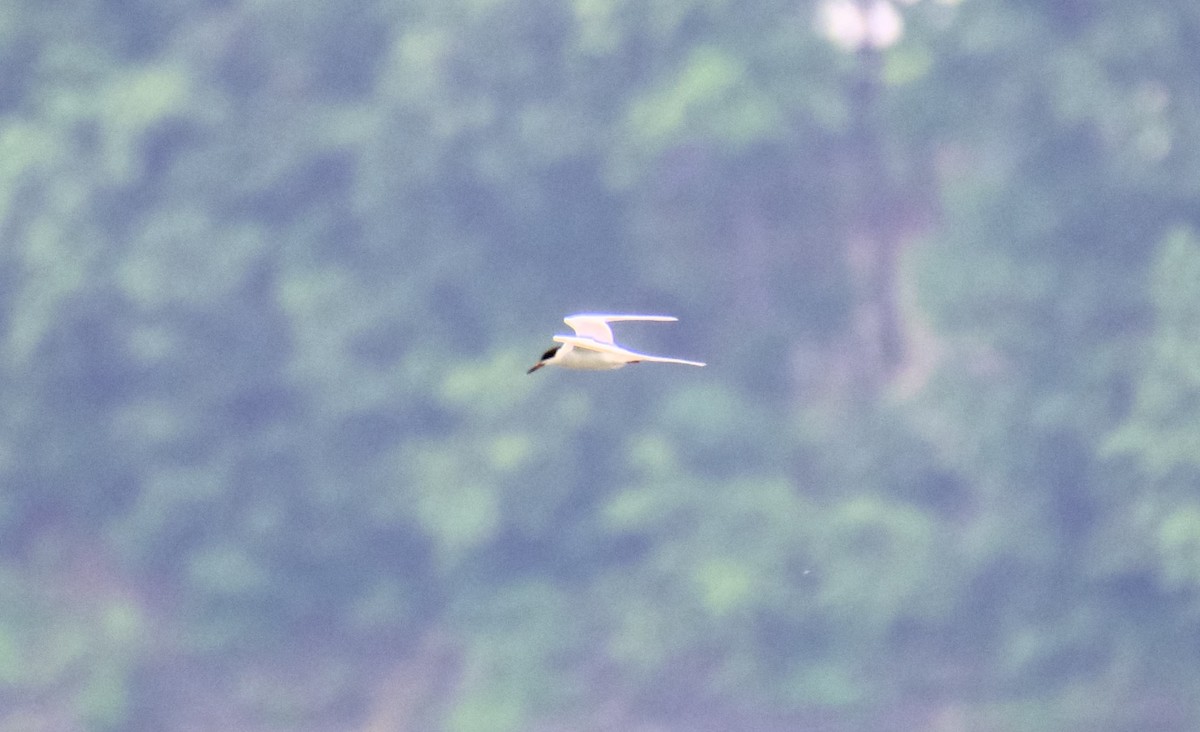 Forster's Tern - Rickey Shive