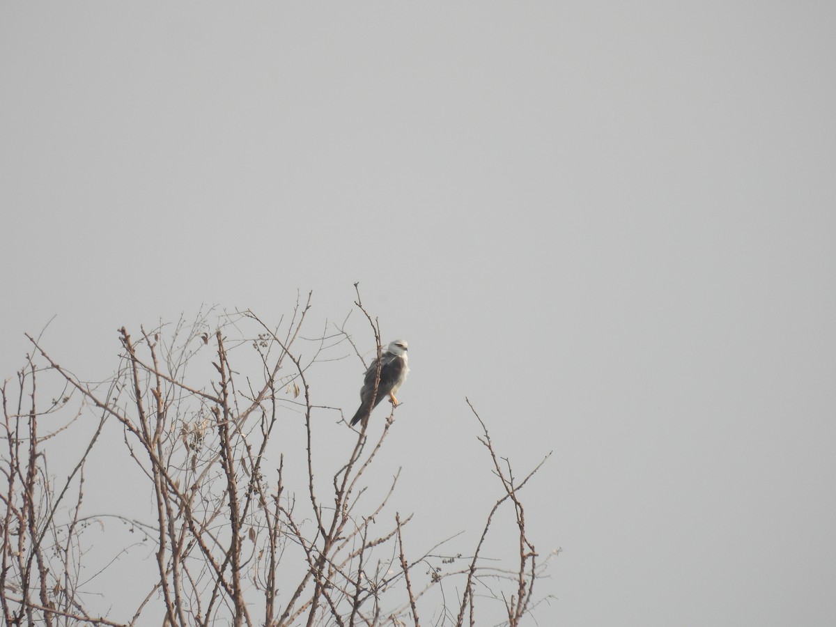 Black-winged Kite - Santhi  K