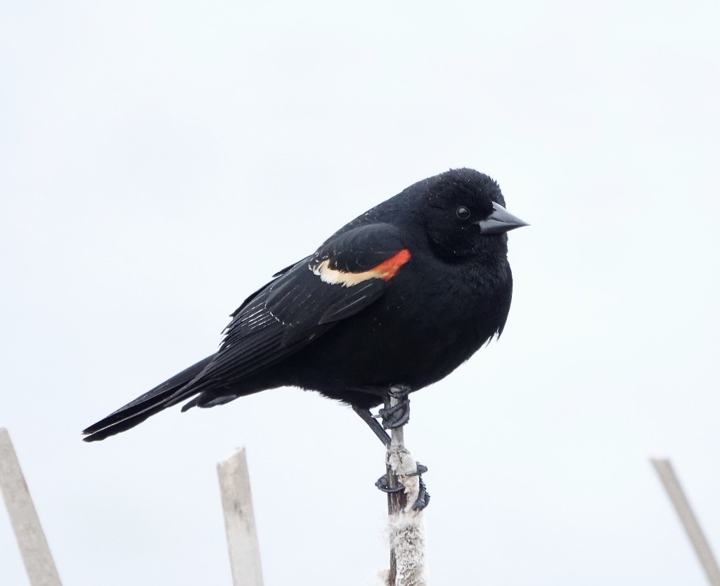 Red-winged Blackbird - Michael Leven