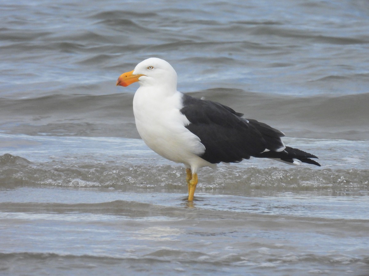 Pacific Gull - Praveen Bennur