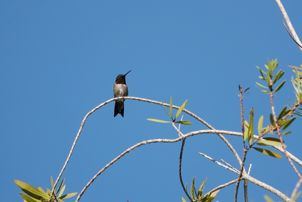 Ruby-throated Hummingbird - ML618878495