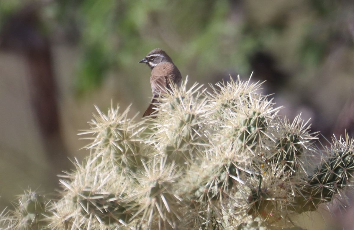Black-throated Sparrow - Juli deGrummond