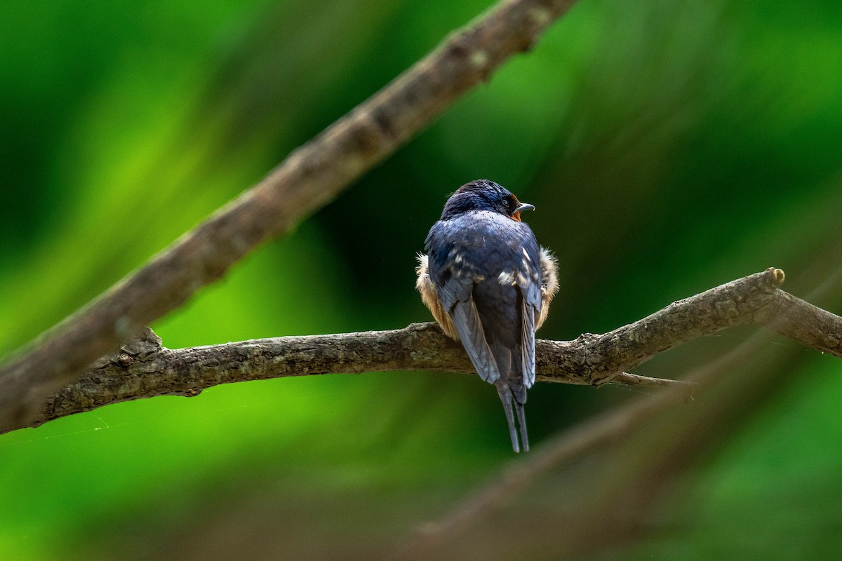 Barn Swallow - Roger Katzenberg