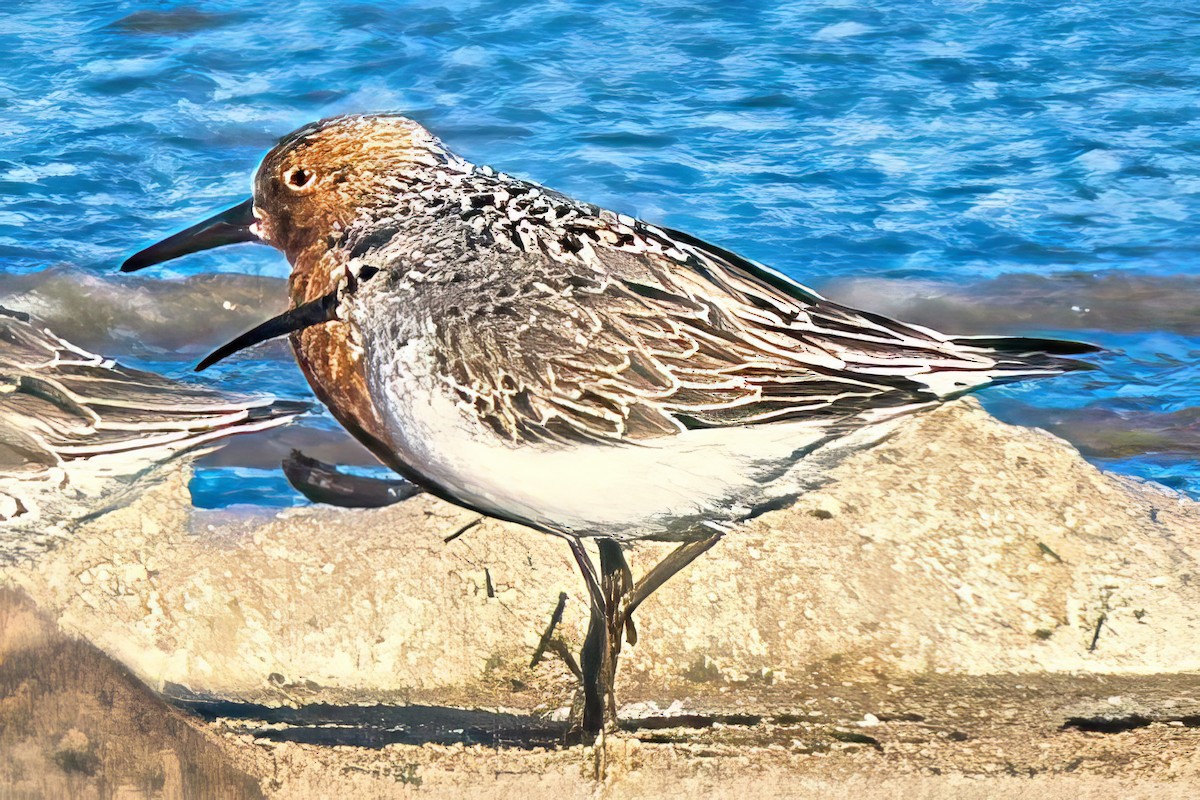 Red Knot - ML618878540