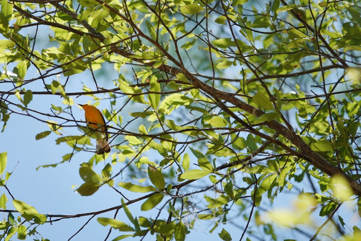 Prothonotary Warbler - deborah grimes