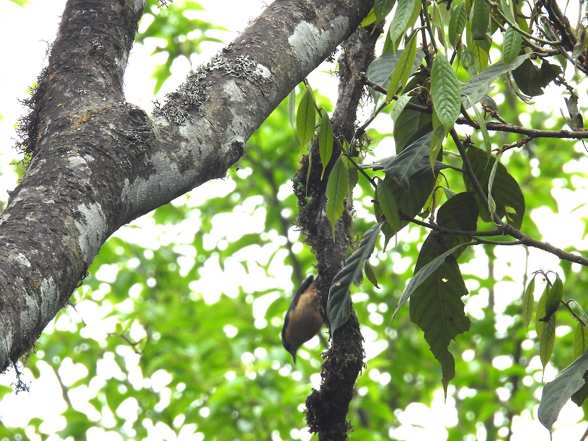 White-tailed Nuthatch - Aparajita Datta