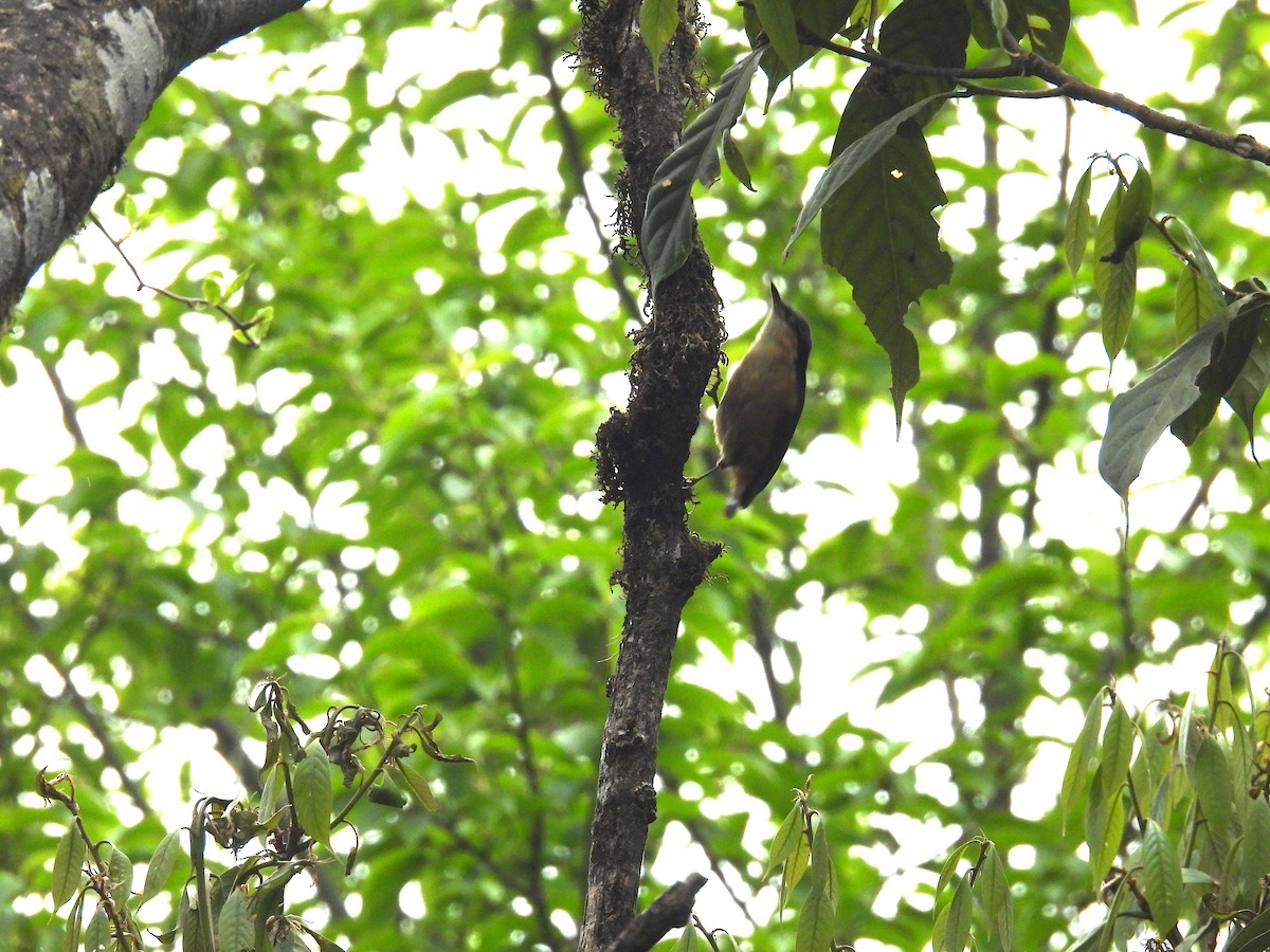 White-tailed Nuthatch - Aparajita Datta