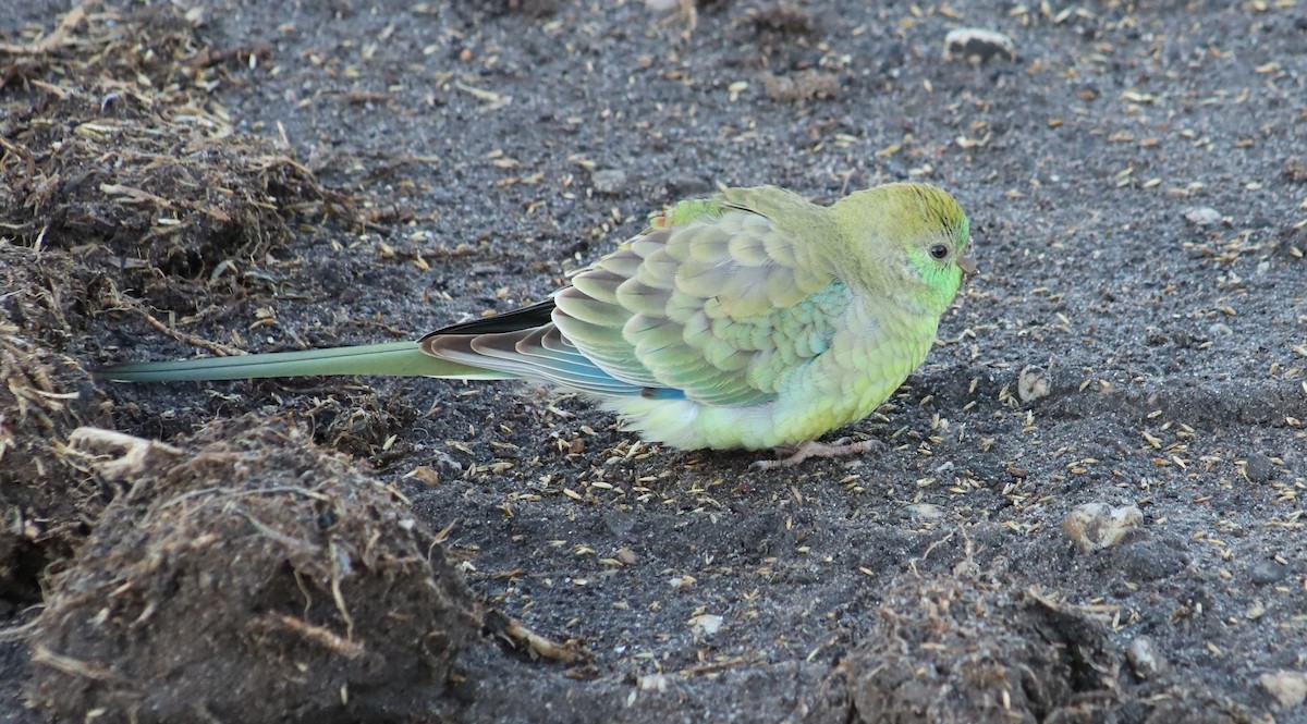 Red-rumped Parrot - ML618878597