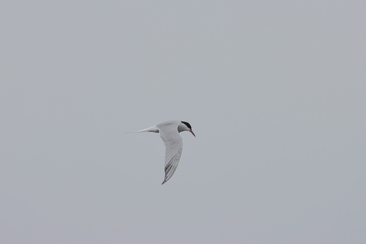 Common Tern - ML618878620