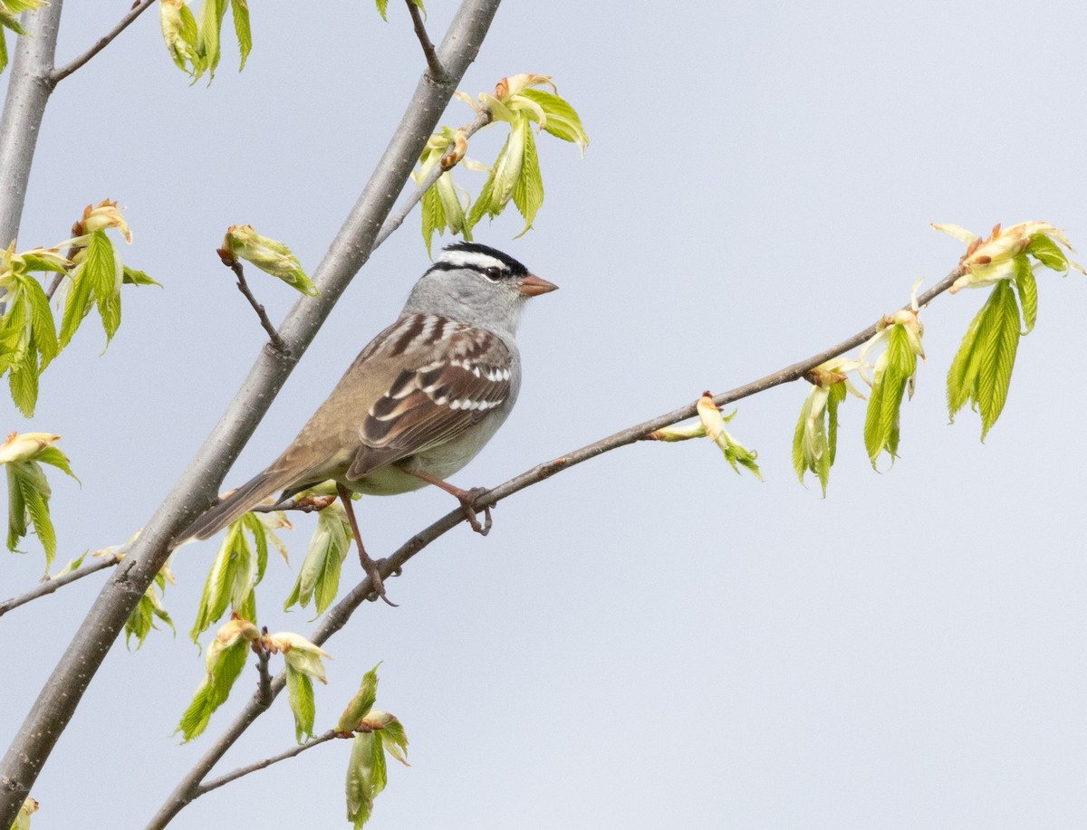 White-crowned Sparrow - Hervé Daubard