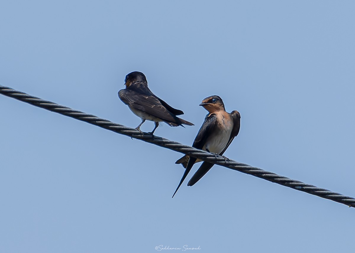 Pacific Swallow - Sakkarin Sansuk