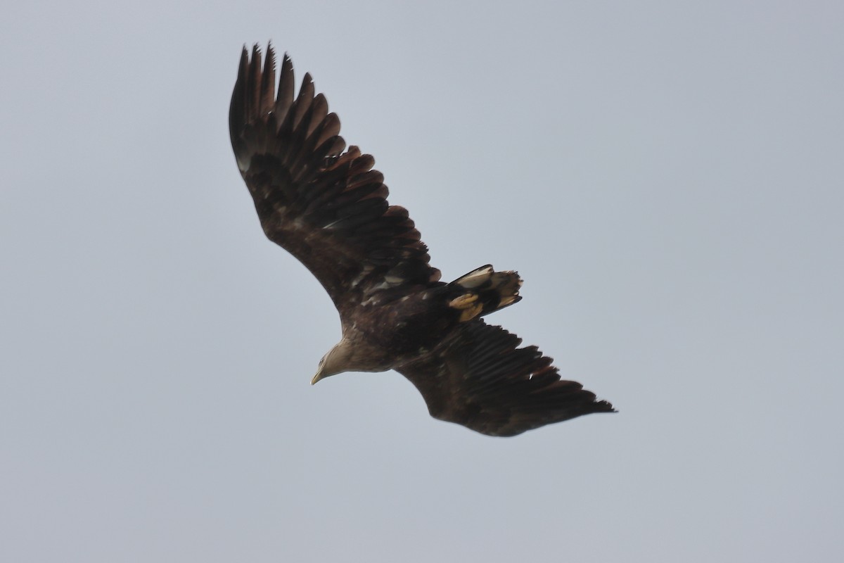 White-tailed Eagle - Ivan Ivan