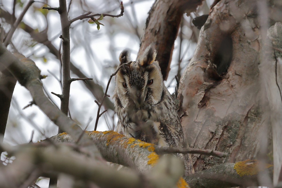 Long-eared Owl - ML618878672