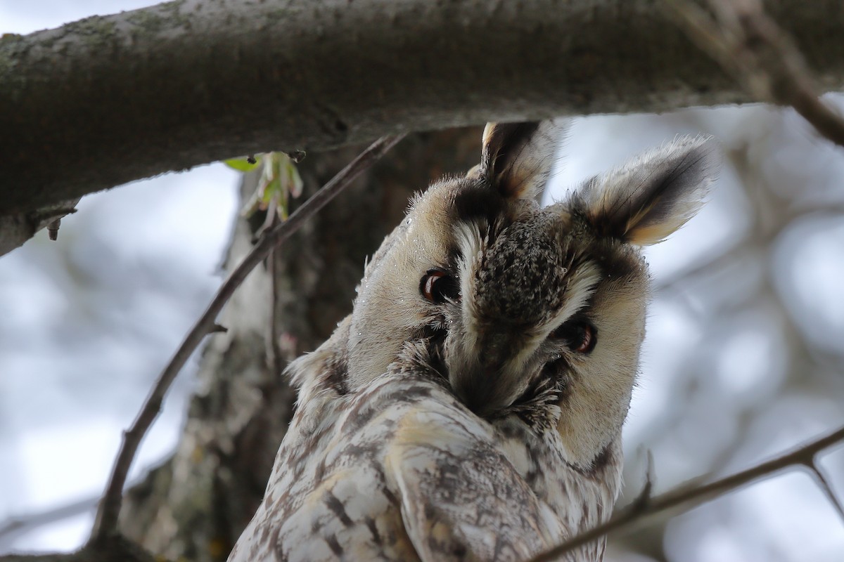 Long-eared Owl - ML618878673