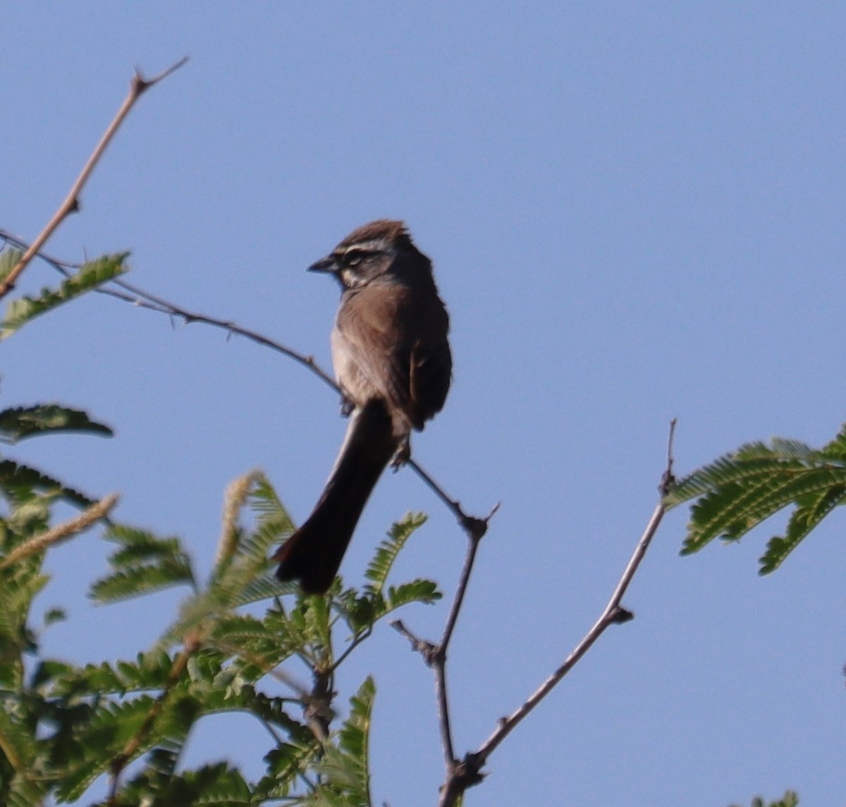 Black-throated Sparrow - Juli deGrummond