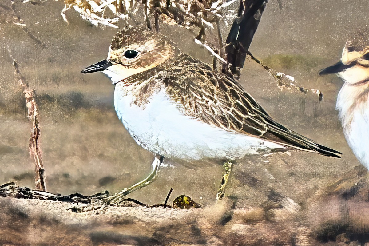 Double-banded Plover - ML618878700
