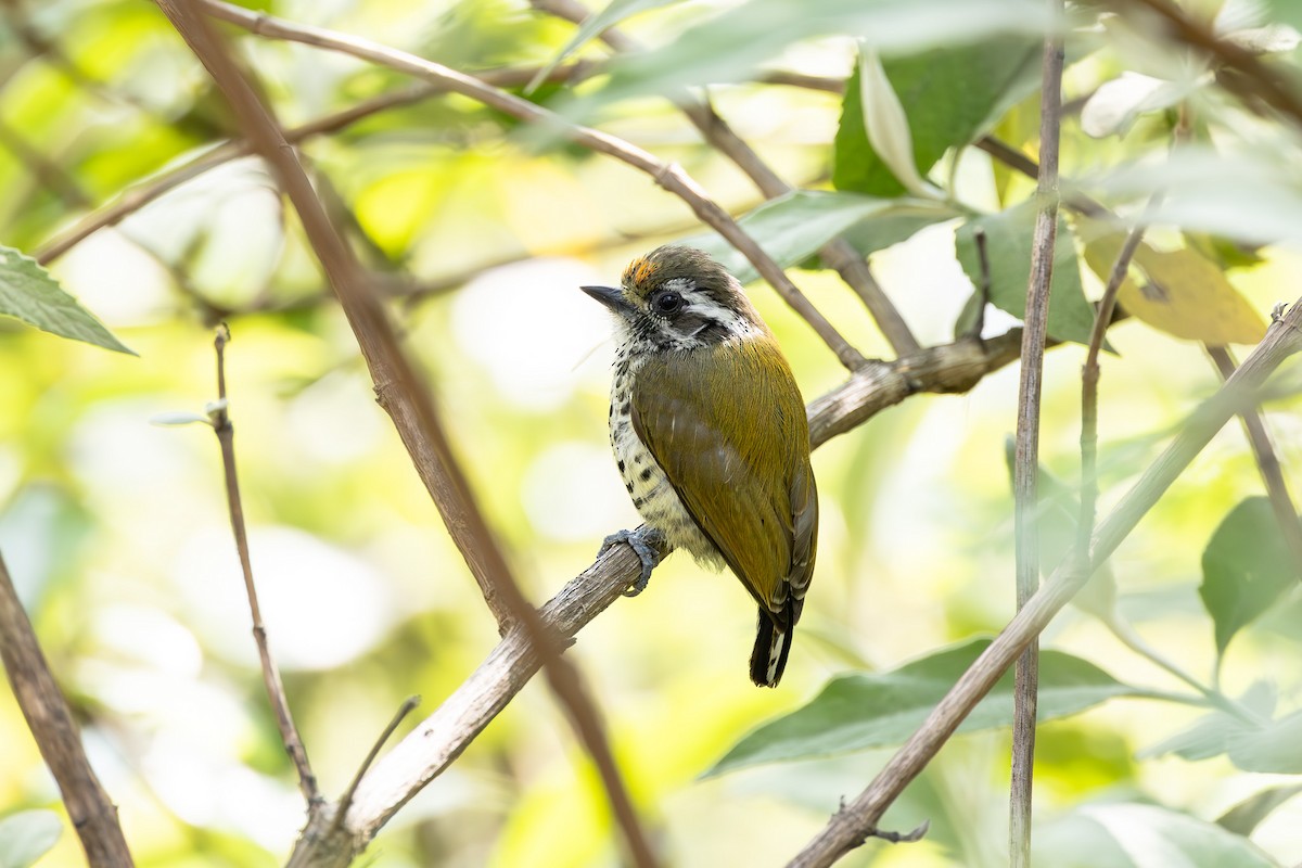 Speckled Piculet - ML618878702