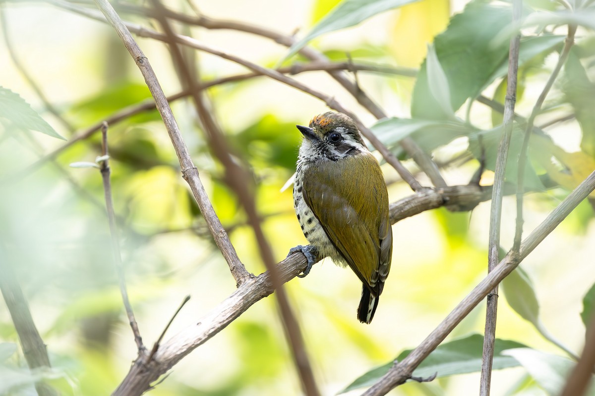 Speckled Piculet - Otto Samwald