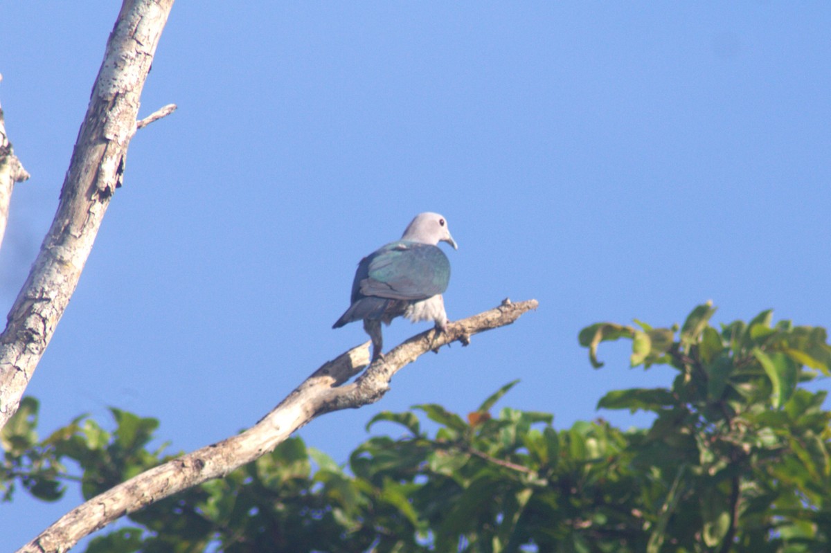 Green Imperial-Pigeon - ML618878707