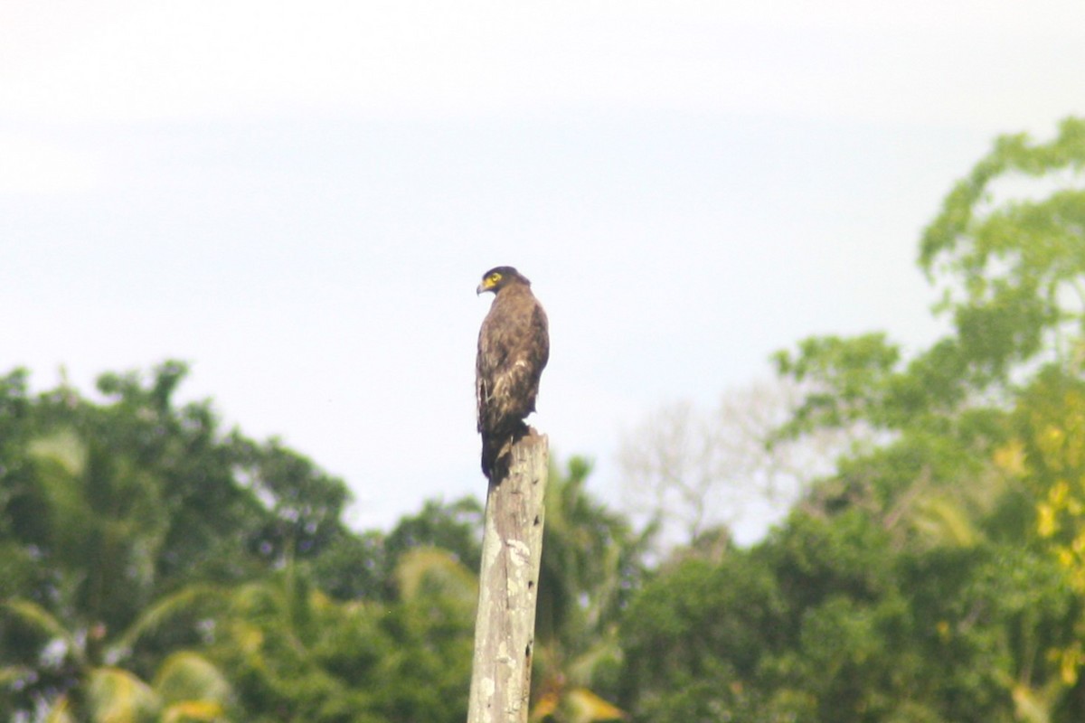 Crested Serpent-Eagle - ML618878734