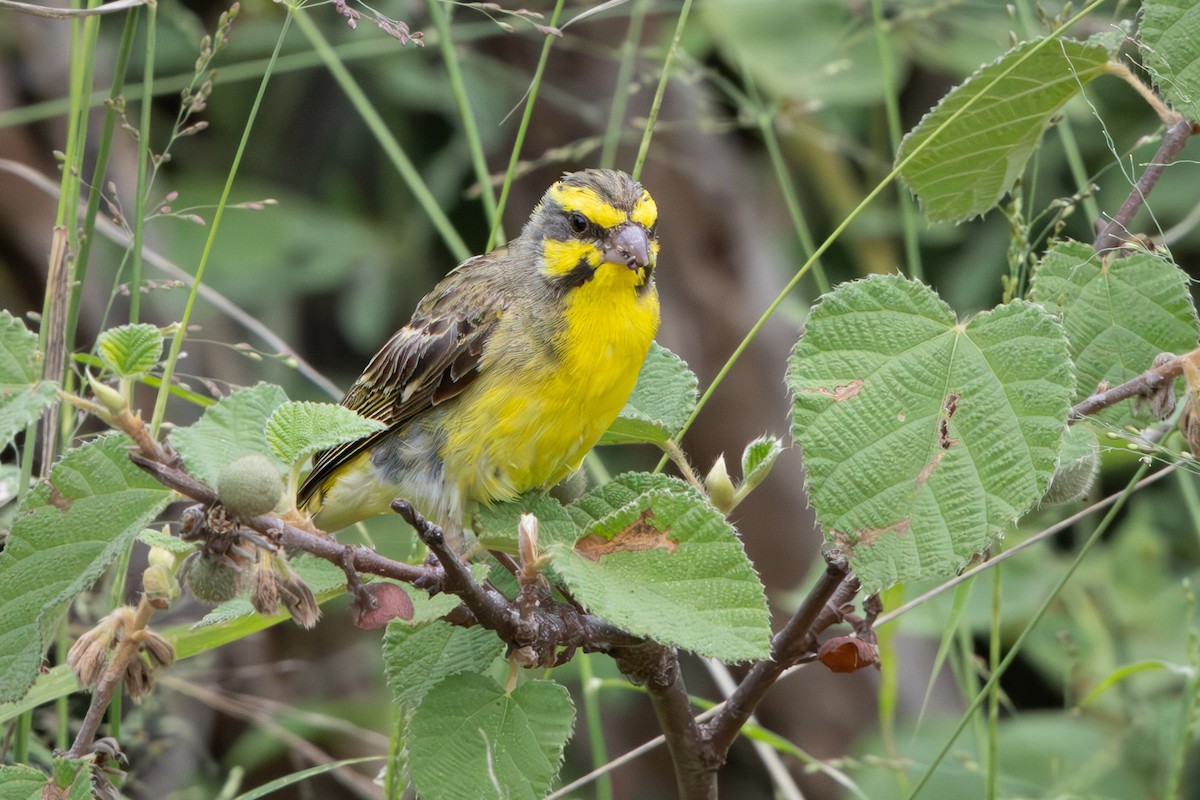 Yellow-fronted Canary - ML618878770