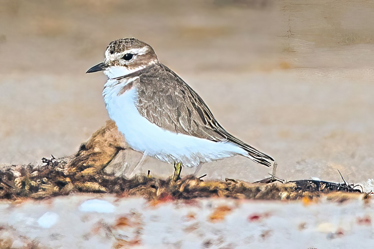 Double-banded Plover - ML618878803