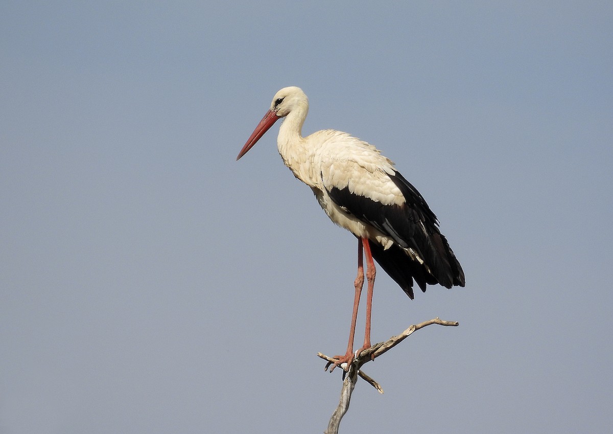 White Stork - Alfonso Rodrigo