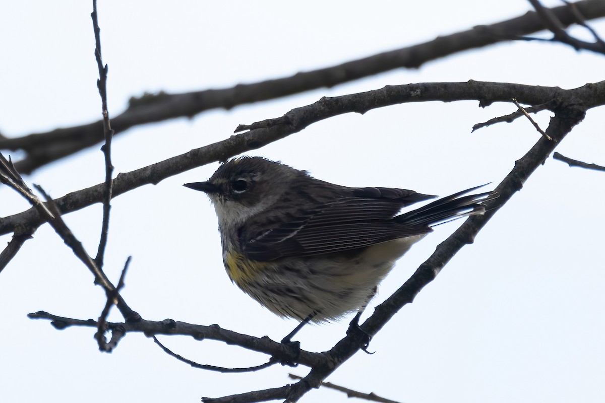 Yellow-rumped Warbler - Mitch (Michel) Doucet