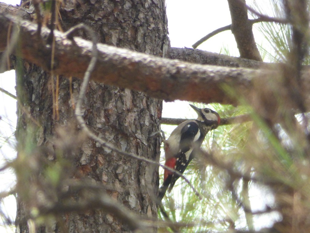 Great Spotted Woodpecker (Canarian) - ML618878882