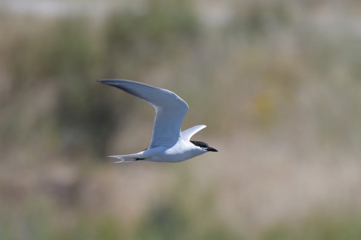 Gull-billed Tern - Jorge  Safara