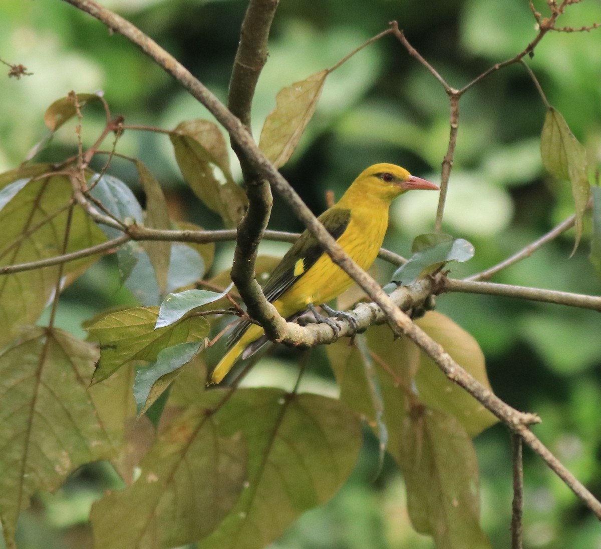 Indian Golden Oriole - ML618878913