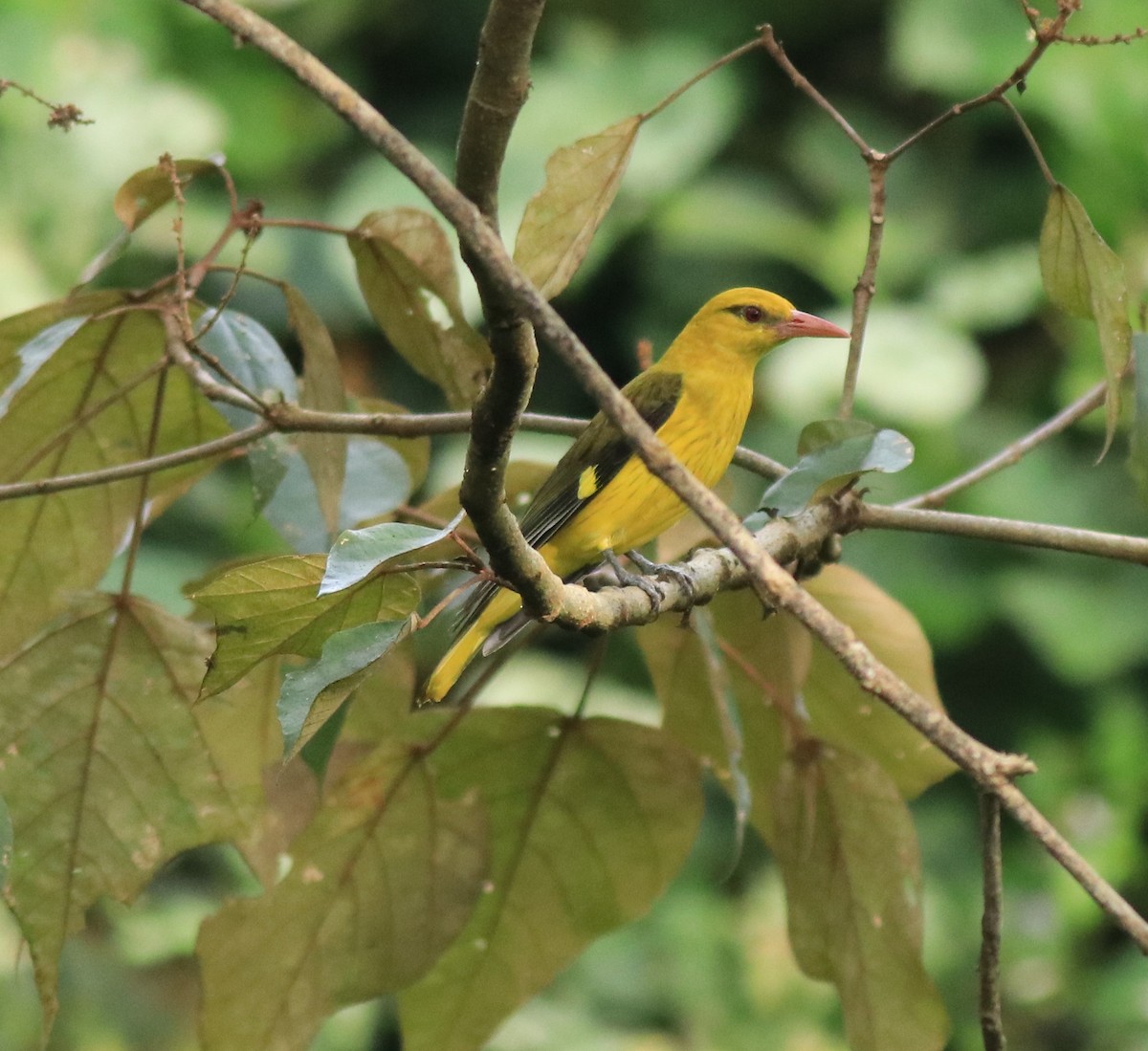 Indian Golden Oriole - ML618878914
