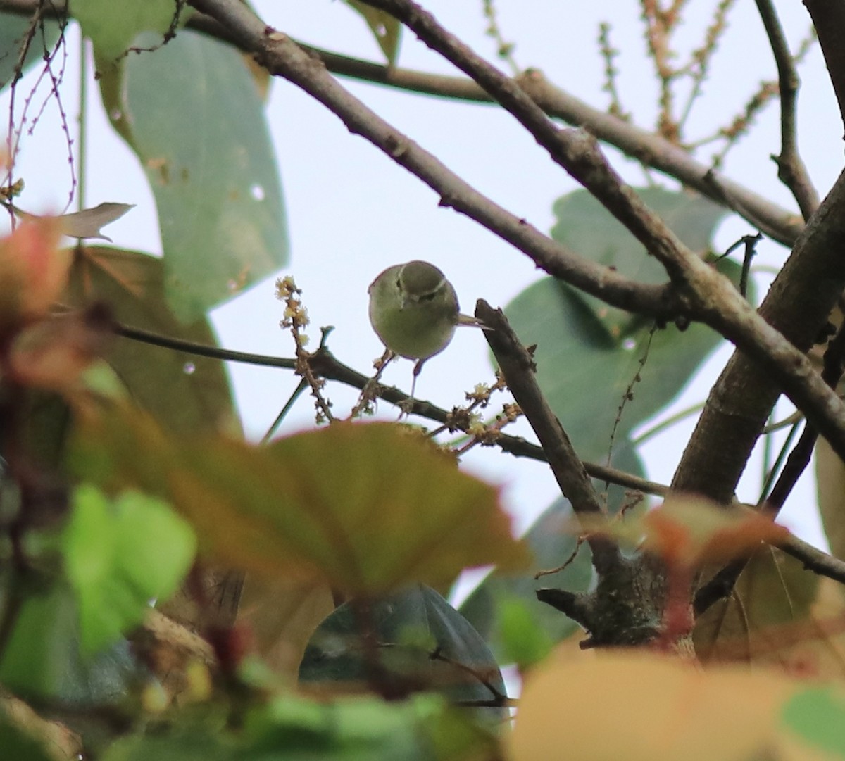 Greenish Warbler - Afsar Nayakkan