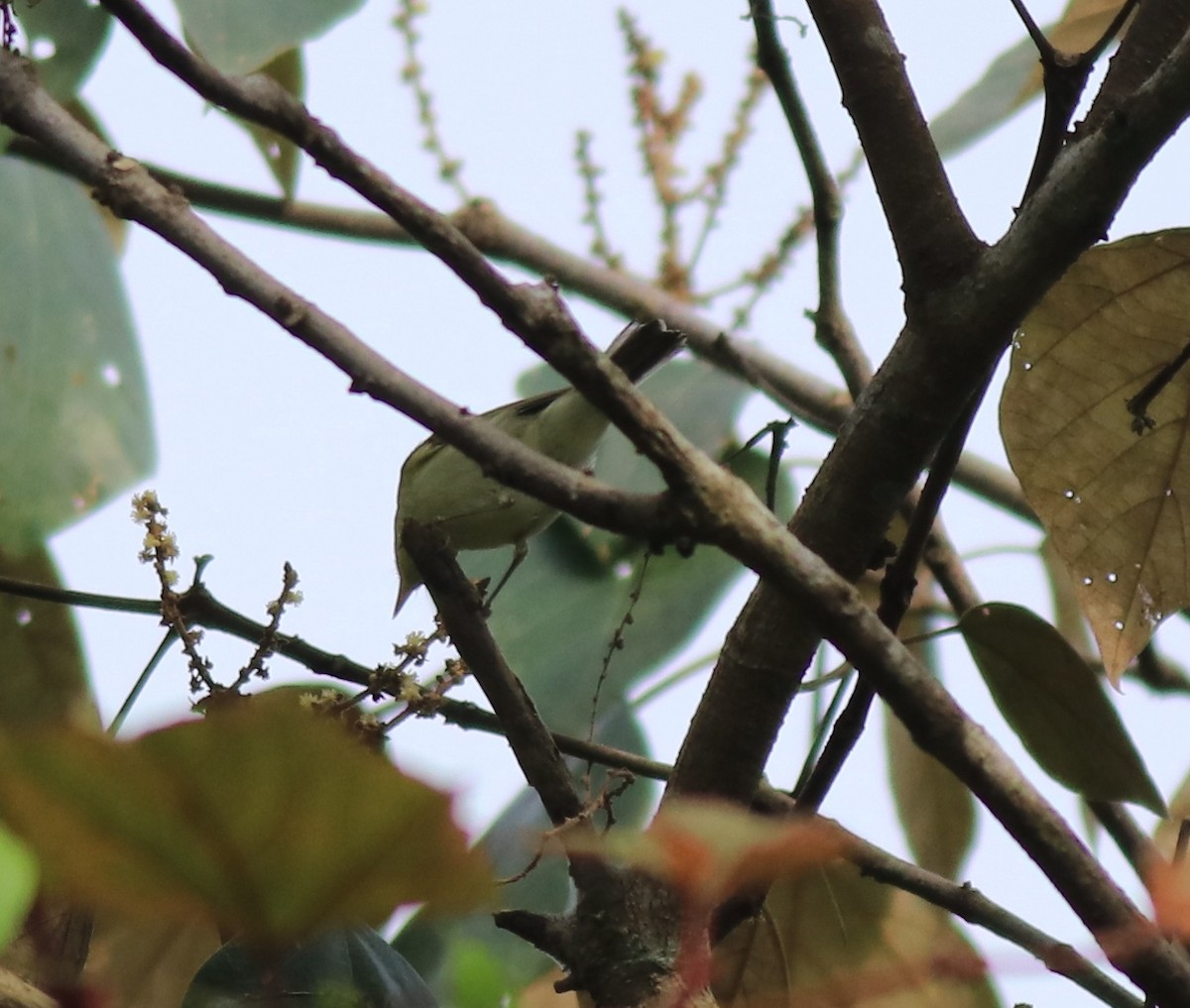 Greenish Warbler - Afsar Nayakkan