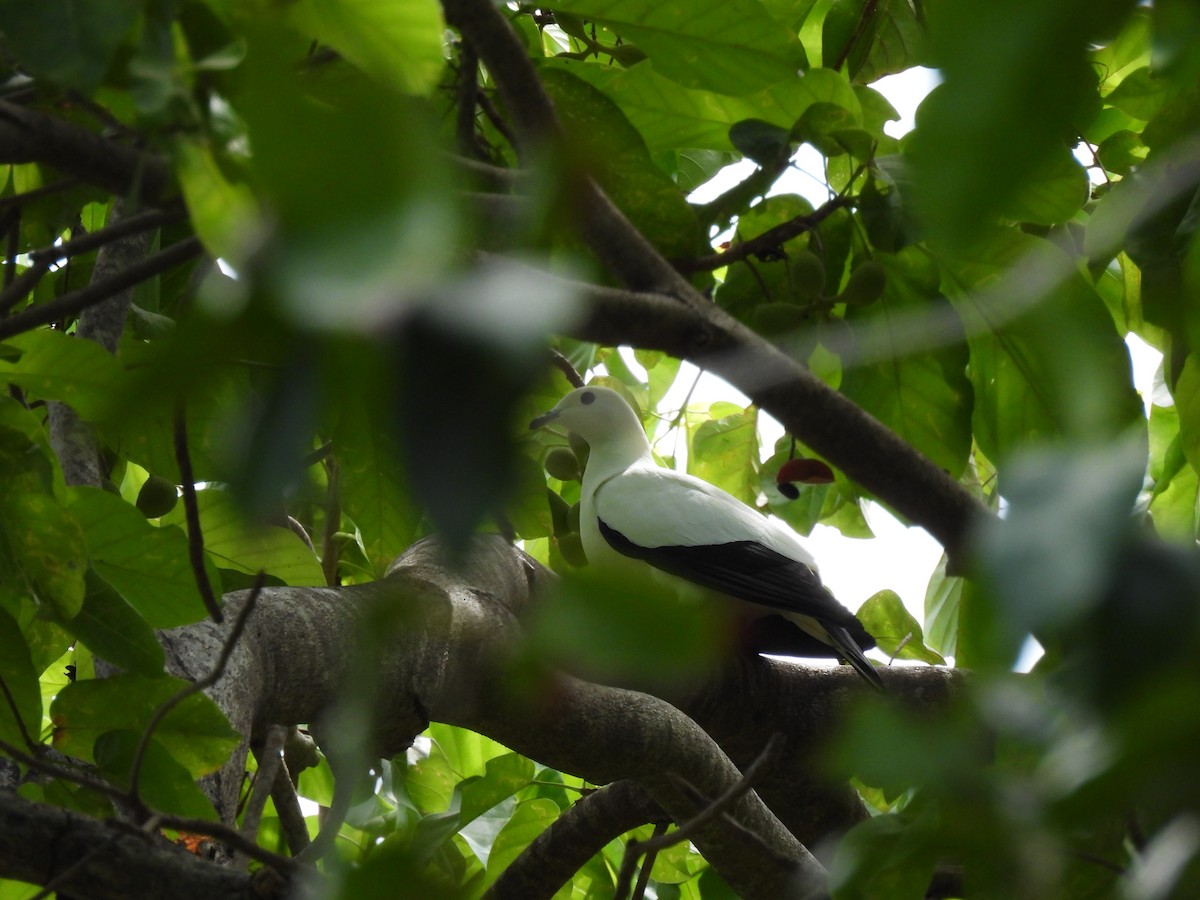 Pied Imperial-Pigeon - ML618879007