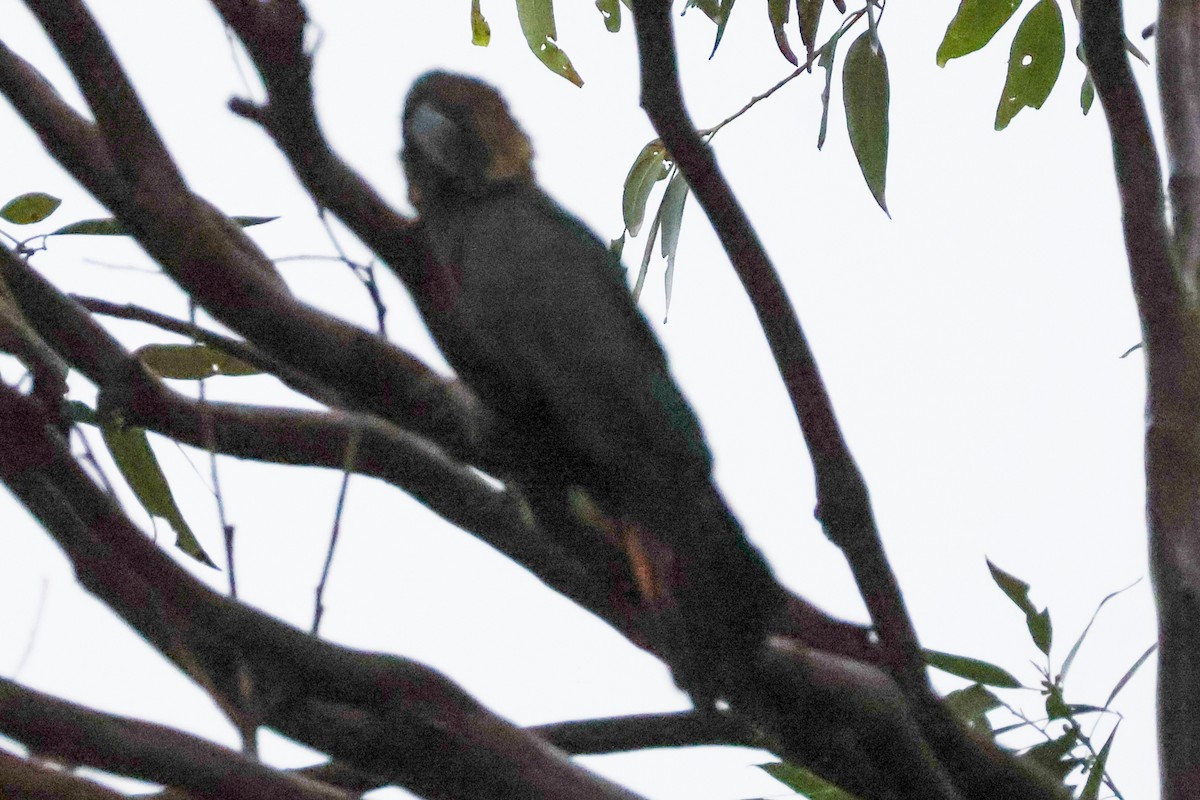 kakadu hnědohlavý - ML618879016