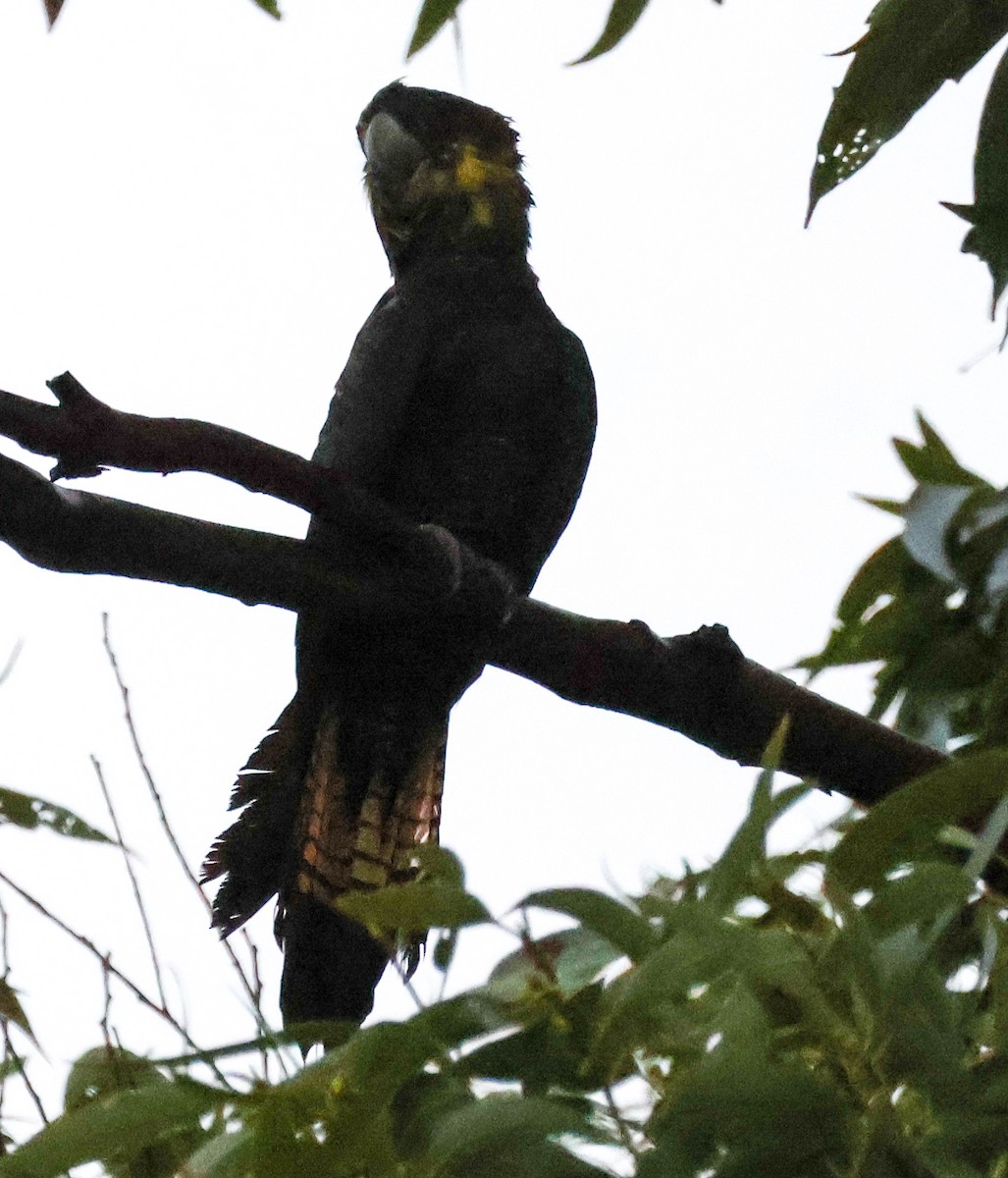 kakadu hnědohlavý - ML618879017