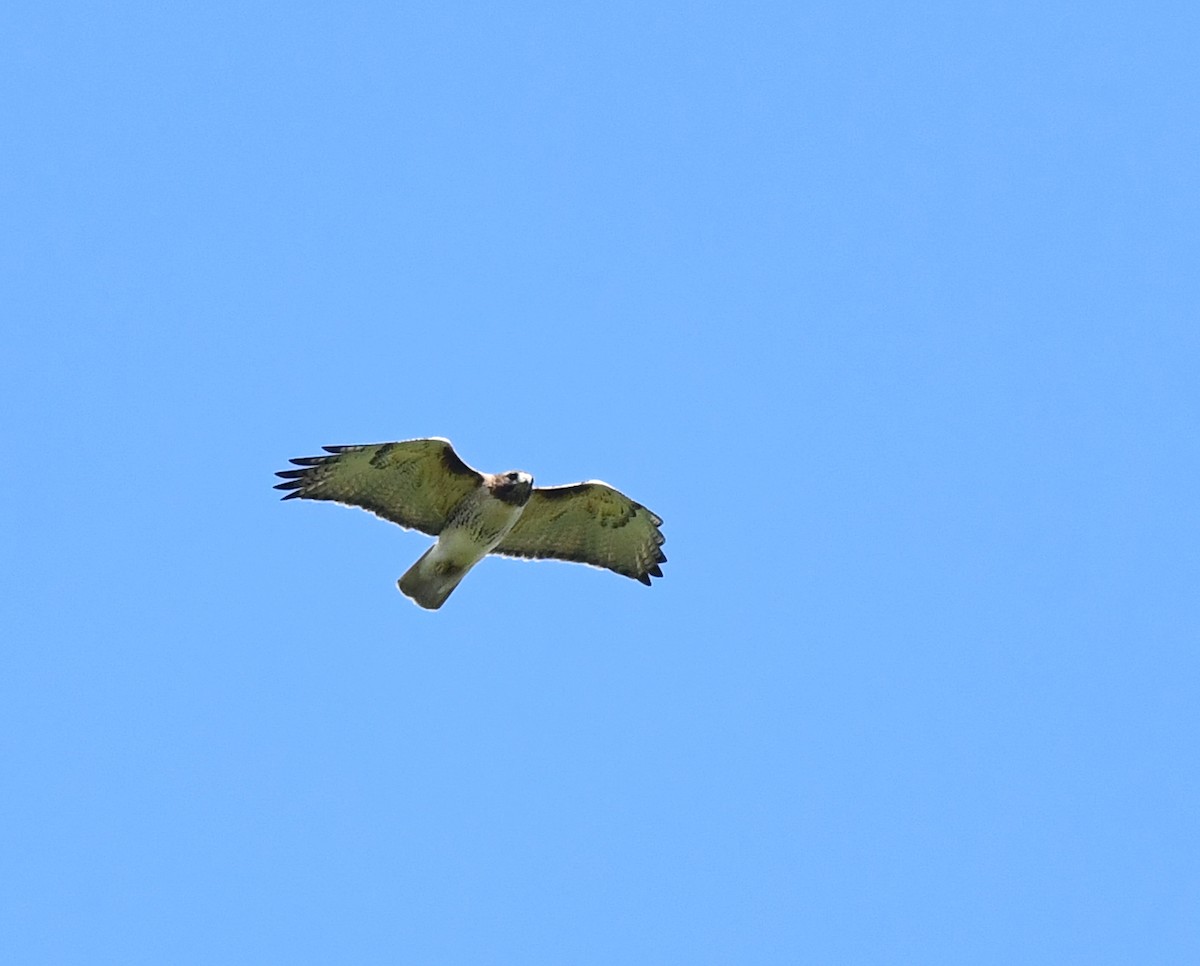 Red-tailed Hawk - ML618879022
