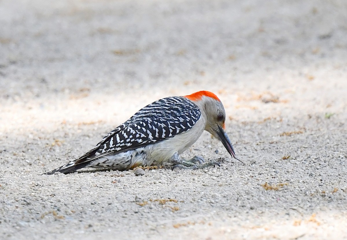 Red-bellied Woodpecker - ML618879031