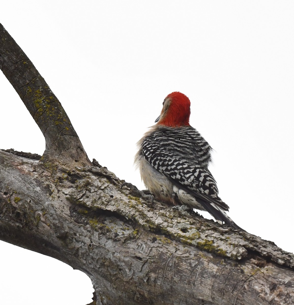 Red-bellied Woodpecker - ML618879038
