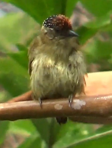 Olivaceous Piculet - ML618879045